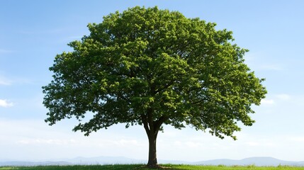 Poster - Vibrant Green Tree in Open Field with Clear Blue Sky on Warm Sunny Day : Generative AI