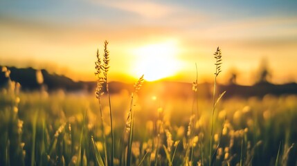 Poster - Golden Sunset Over Grass Field Illuminating Landscape with Vibrant Warm Light : Generative AI
