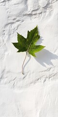 Poster - A vibrant green maple leaf casting a shadow on a textured white wall, illuminated by bright sunlight.