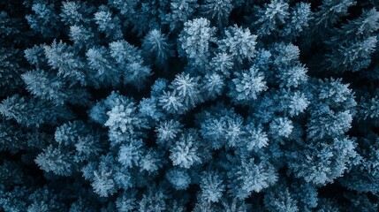 Aufkleber - Aerial View of Frost-Covered Pine Trees in Winter Forest Creating a Textural Pattern : Generative AI