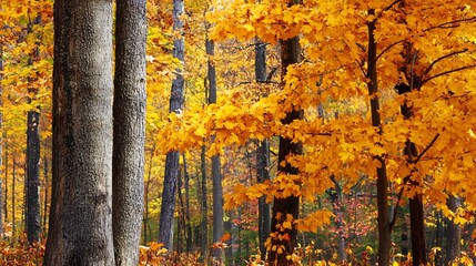 Poster - Vibrant yellow autumn leaves in a tranquil forest setting : Generative AI