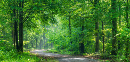 Wall Mural - Panorama of Footpath through Sunny Green Beech Forest in Spring