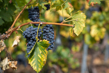 Vineyard Grapes in Autumn