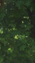 Wall Mural - vertical video, green maple leaves wind sway in rainbow sunlight lens flare. green lush tree foliage