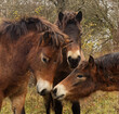 © arazu - Close-up of the heads of Exmoor ponies standing in a group close together in an autumn pasture.