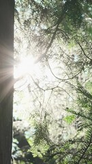 Wall Mural - vertical video, close up, bright sunbeam shine in spring green forest. sunny morning in fresh woods.