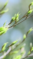 Wall Mural - vertical video, young leaf tree buds on twigs in spring. fresh light green leaves on blue sky backgr