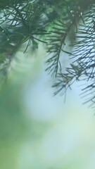 Wall Mural - vertical video, close up spruce on green bokeh forest background, wind swaying in summer sunlight. f