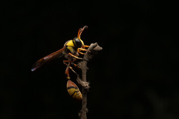 Wall Mural - yellow and black potter wasp (Delta campaniforme) sleeping on bush plant bud at night, with solid black background