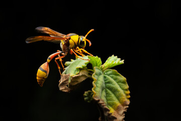 Wall Mural - yellow and black potter wasp (Delta campaniforme) sleeping on bush plant bud at night, with solid black background