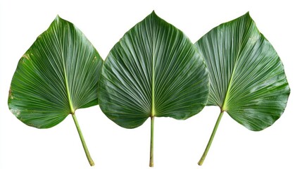 Poster - Three large green palm leaves arranged in a row with visible veins and textures on a white background with Copy Space.
