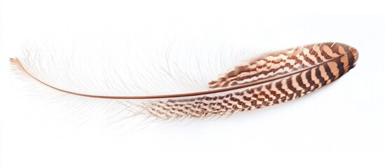 Poster - Isolated brown feather with intricate patterns on a white background providing copy space for text.