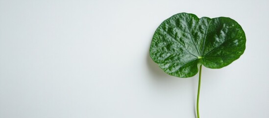 Poster - Green leafy plant on white background with copy space for text placement