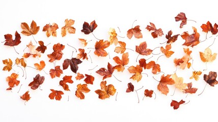 Poster - Dried autumn leaves arranged on white background with copy space for text usage