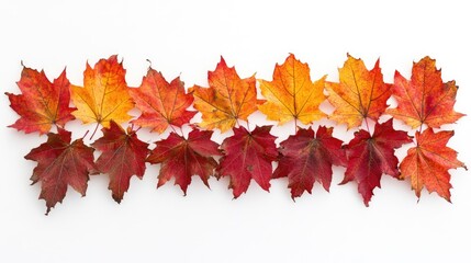 Poster - Colorful autumn maple leaves arranged in a row on white background with copy space for text