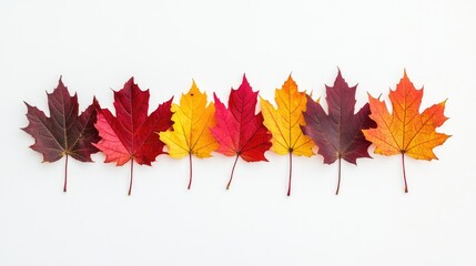 Poster - Colorful fall maple leaves arranged in a straight line on a white background with Copy Space for text.