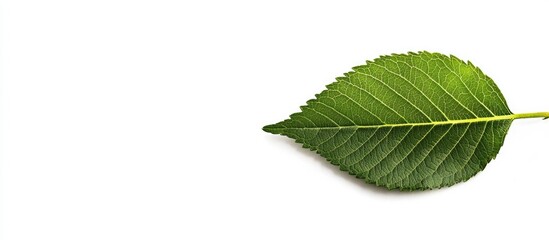 Poster - Green leaf on white background with natural texture and detail Copy Space