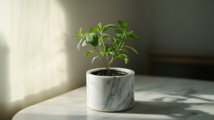 Poster - Indoor green plant in marble pot on a white table with soft sunlight creating shadows and gentle atmosphere near a window Copy Space