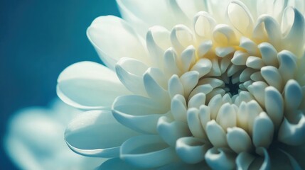 Poster - Close-up of a white chrysanthemum flower with delicate petals showcasing soft textures and subtle color gradients Copy Space