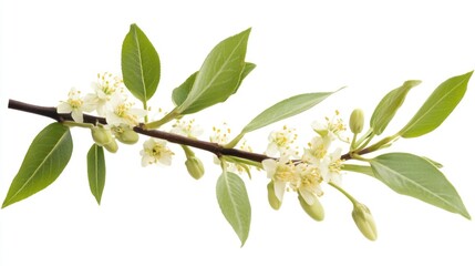 Poster - Branch of flowering bay laurel with white blossoms and green leaves, isolated on white background, Copy Space available