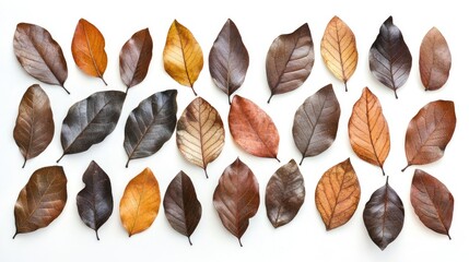 Poster - Assorted autumn leaves in various shades of brown and orange arranged on a white background with copy space for text.