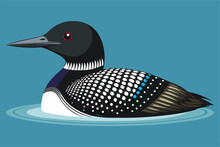 Common loon bird vector artwork illustration