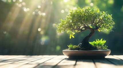 Poster - Bonsai tree in a wooden pot with soft sunlight and bokeh background featuring green foliage and copy space for text