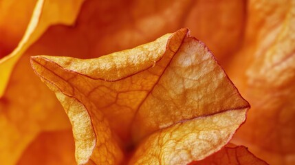 Poster - Close-up of dried orange bougainvillea petals with intricate texture and patterns Copy Space