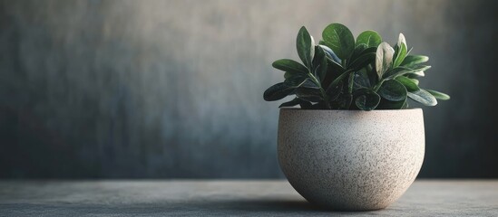 Poster - Charming vintage ceramic pot with succulent plant on textured gray table against dark backdrop providing ideal space for logo branding and text placement