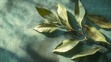 Poster - Green leaves on textured surface with natural shadows and Copy Space for design purposes.