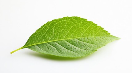 Poster - Fresh green leaf with visible texture on white background and ample copy space for text placement.