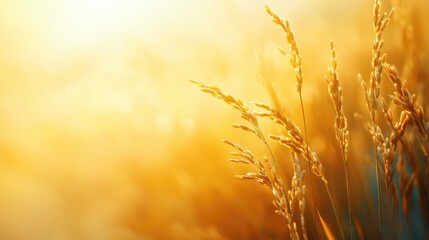 Poster - Golden rice grains close up in a sunlit field with soft bokeh effect and vibrant warm hues, ideal for text overlay and agricultural concepts.