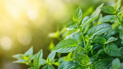 Poster - Lush green leaves with sunlight filtering through creating a natural bokeh effect Copy Space
