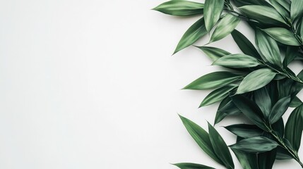 Poster - Close up of vibrant green bamboo leaves arranged on a white background with ample negative space for text placement.