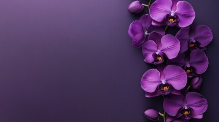 Aufkleber - Vibrant close-up of exquisite purple orchids in full bloom on a deep purple background with ample empty space for text and design elements.