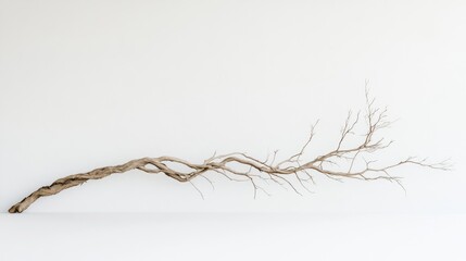 Poster - Dry twisted tree branch isolated on white background with Copy Space for text placement