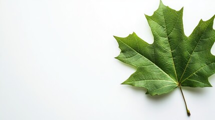Aufkleber - Macro shot of a vibrant green maple leaf positioned on a clean white background showcasing detailed textures and ample copy space for design use.
