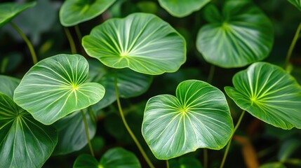 Poster - Lush green round leaves with prominent veins in a natural setting showcasing vibrant foliage and Copy Space for text placement