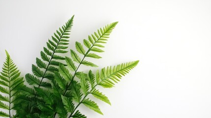 Poster - Green fern leaves against a plain white background with ample copy space for text inclusion.