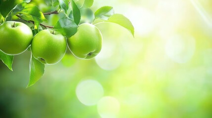 Poster - Close up of fresh green apples on a tree branch with lush green leaves and bright blurred background for advertising or text placement.