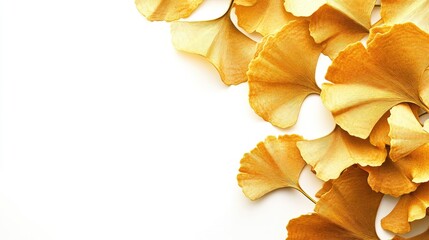 Aufkleber - Close up of vibrant golden Ginkgo tree leaves arranged artistically on a clean white background creating a serene and calming atmosphere