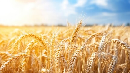 Poster - Golden wheat field under sunlight with blue sky and empty text area, close-up shot