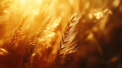 Poster - Golden wheat ears illuminated by sunlight in close-up with blurred background and ample empty space for text, warm yellow and amber tones.