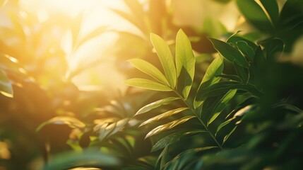 Aufkleber - Lush green indoor plant close-up with radiant leaves illuminated by warm diffused lighting creating a serene atmosphere and ample copy space for text