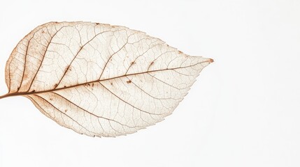Aufkleber - Macro photograph of a delicate brown leaf with intricate vein patterns against a clean white background, ideal for eco-themed design and text placement.