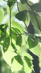 Wall Mural - vertical video, tender green leaves in morning fresh forest in rising sun rays. sunlight beams shine