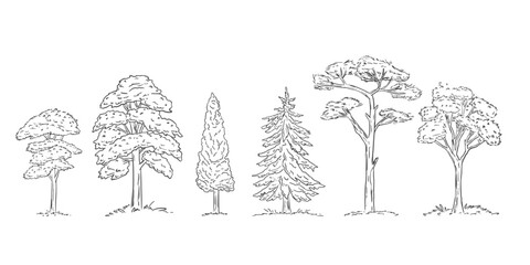 Wall Mural - Hand drawn trees. Isolated outline plant. Contour forest sketch. Line shape of natural environment. Wood scene