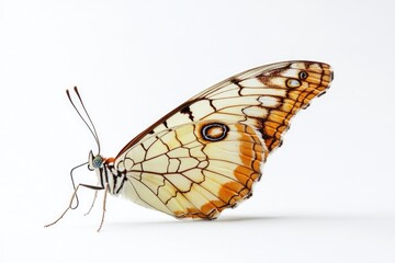 Wall Mural - a detailed view of a colorful butterfly sitting on a white background, perfect for use in designs or