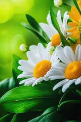 Sticker - A close-up shot of various yellow and white flowers with green leaves