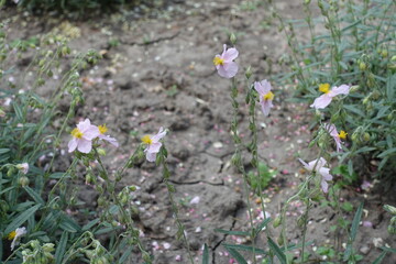 Wall Mural - Several light pink flowers of Helianthemum apenninum in May